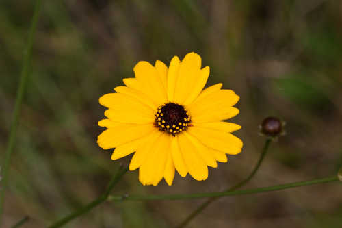 Coreopsis gladiata #3